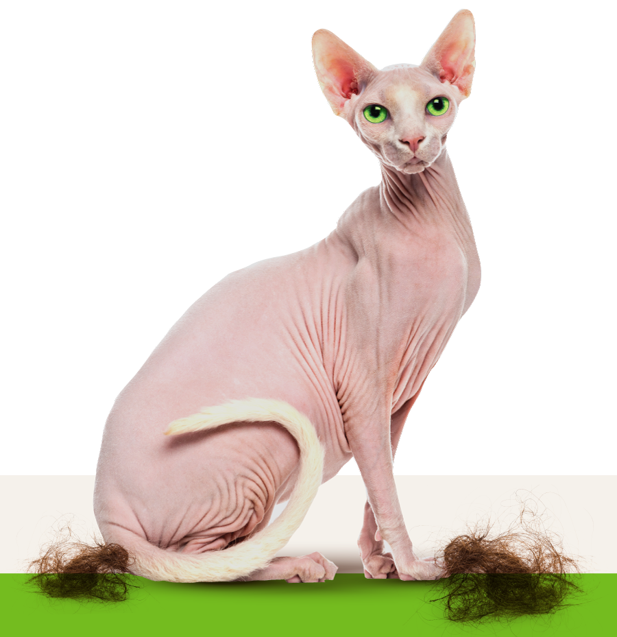 Shaved bare cat with clumps of hair around his feet